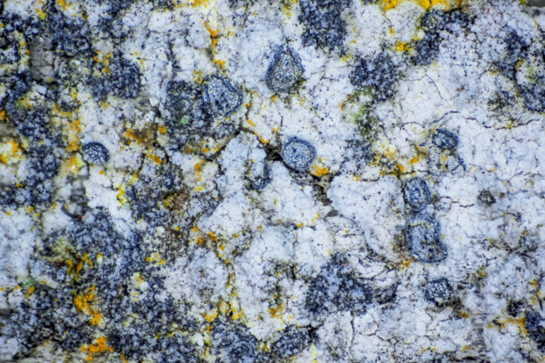 Lecanographa amylacea Michael Dietrich