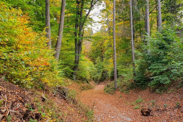 Angebot Krebsliga Graubünden: Ein Männlein steht im Walde