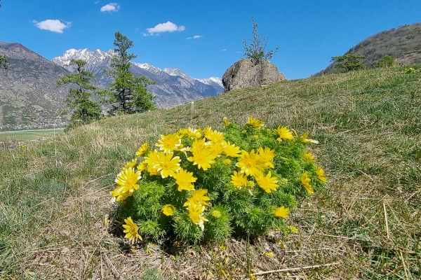 Trionfo di fiori nella valle di Turtmann