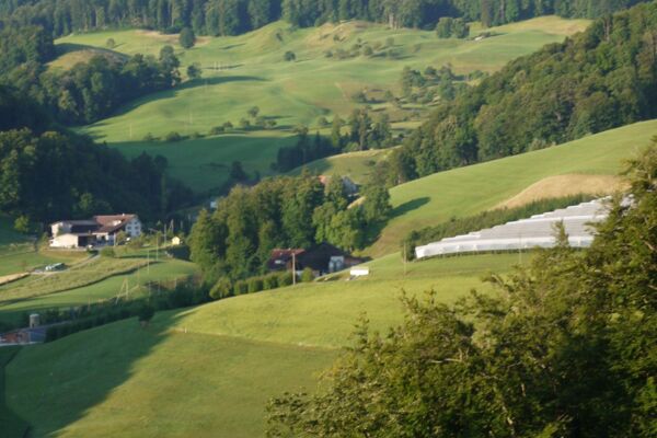 Bergflue