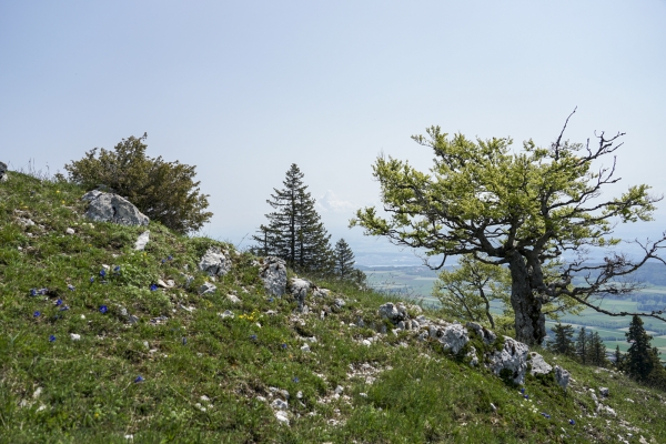 Sur le Chasseral par la Combe Grède