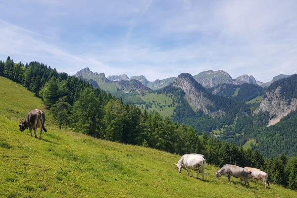 Auf den Spuren der Mufflons