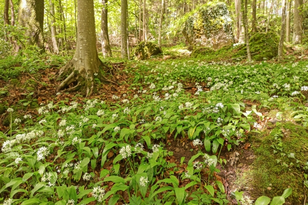 Auf und ab im Goldauer Bergsturz