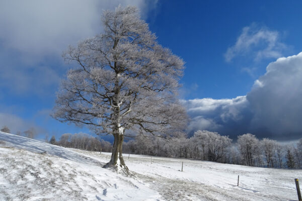 Schneeschuhtour auf dem Grenchenberg