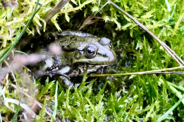 Wandern und beobachten in La Sauge