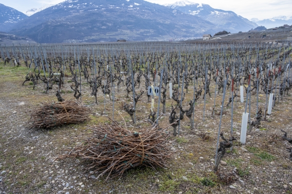 Lungo la Bisse de Clavau nei pressi di Sion