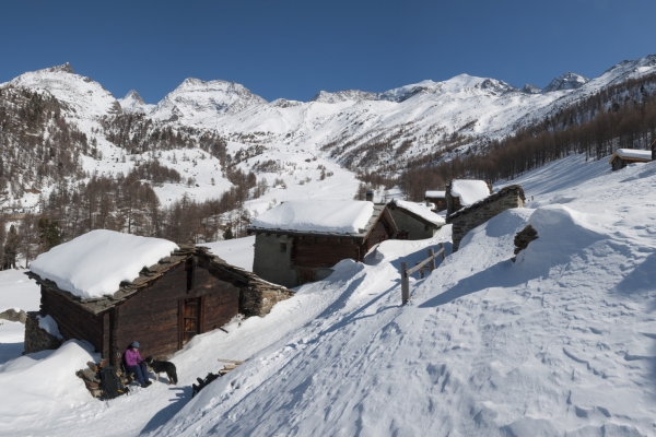 Les vieux mélèzes de la vallée de Saas