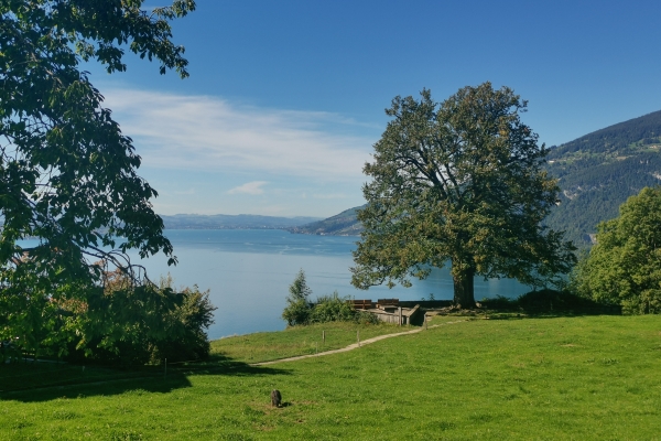 Malerisches Wandern über dem Thunersee