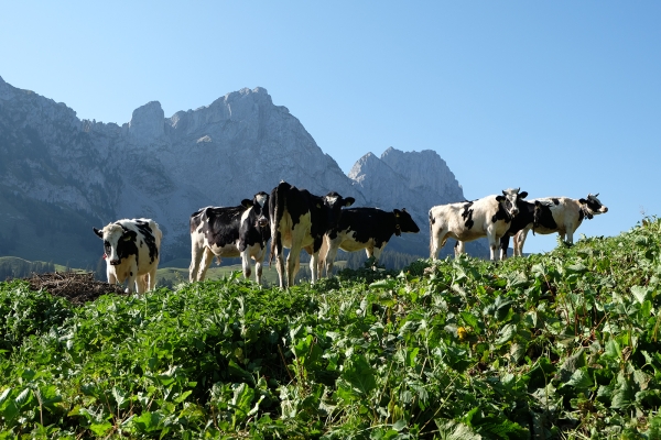 Zur Hochmatt über dem Jauntal