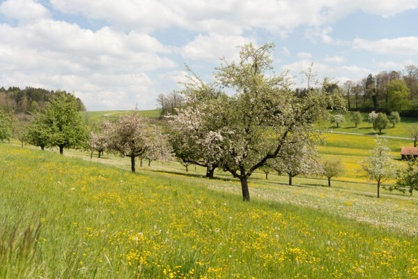 Von Weinfelden nach Frauenfeld