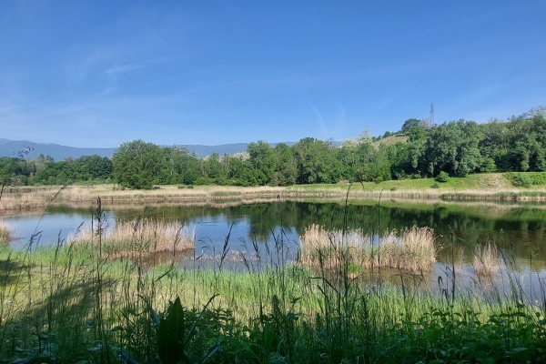 Magnifiche flora e fauna lungo le rive del Rodano