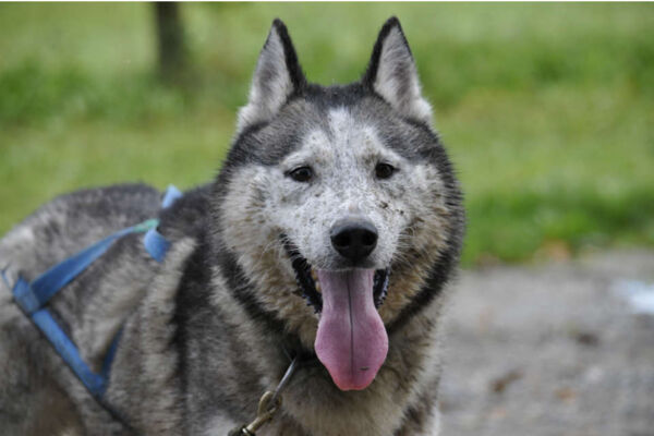 Husky-Traum