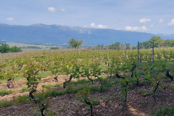 Faune et flore d’exception sur la rive du Rhône