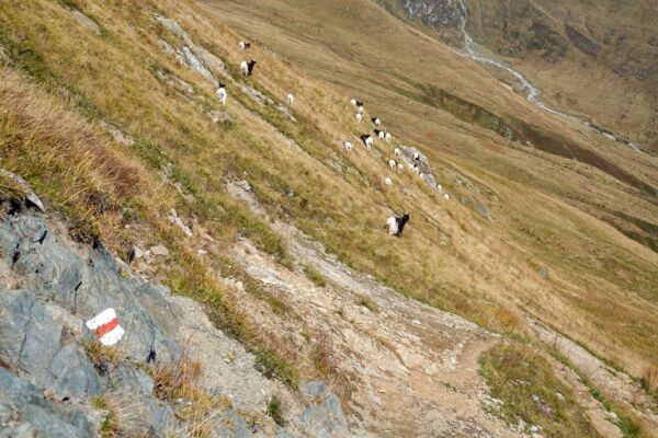 Canali d’irrigazione e panorama sul Foggenhorn