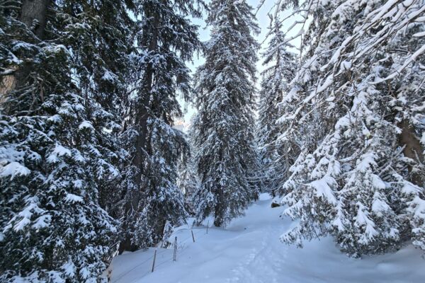 Schneeschuhwanderung zur Rigi Scheidegg
