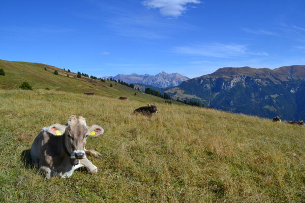 Dans le Parc naturel de Beverin