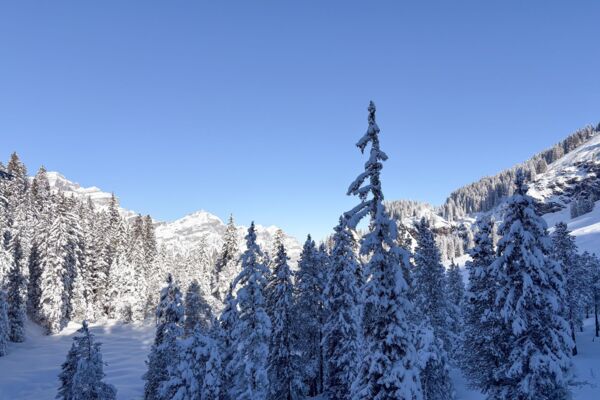 Leichte Schneeschuhwanderung durchs Wildschutzgebiet