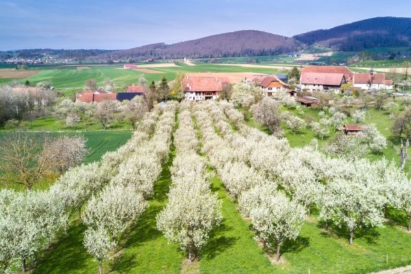 Damassiniers en fleurs