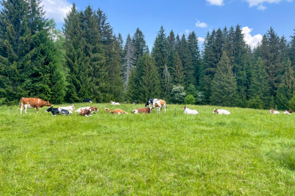 Dal borgo monastico al Montbautier