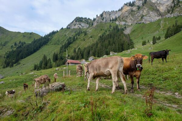 Dem Titlis entgegen im Engelbergertal