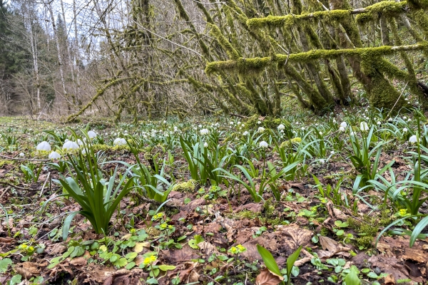 Le secret du Doubs à Goumois