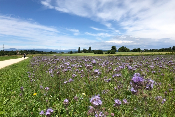 Attraverso il Bruederholz verso Basilea