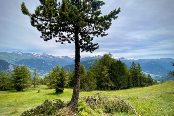 R55: Belalp - Aletschbord - Grünsee - Rieder Furka - Riederalp