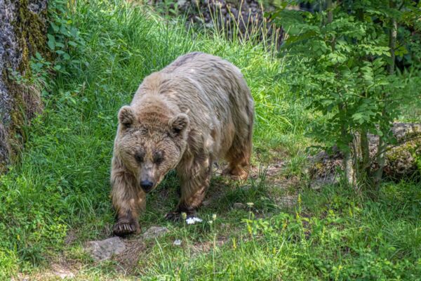 Entdecker - willkommen im Tierpark Goldau!
