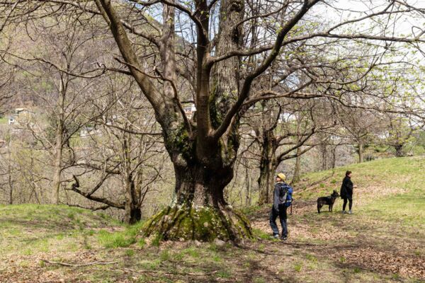 Une rando, quatre châtaigneraies au Tessin