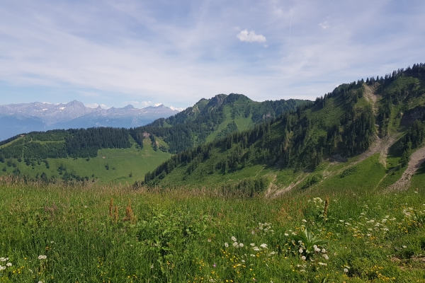 Auf den Spuren der Mufflons