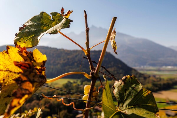 Durch die Kastanienselven im Chablais