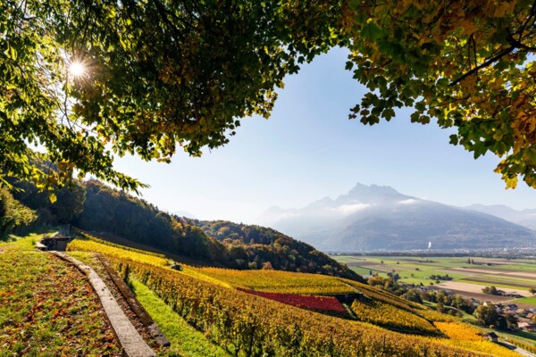 Durch die Kastanienselven im Chablais