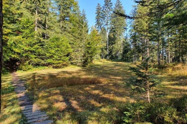 Unterwegs in der Moorlandschaft