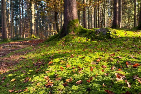 Dans l’Auenschutzpark argovien
