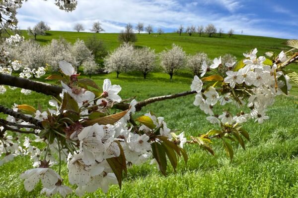 Sonnige Frühlingswanderung durchs Fricktaler Kirschenmeer