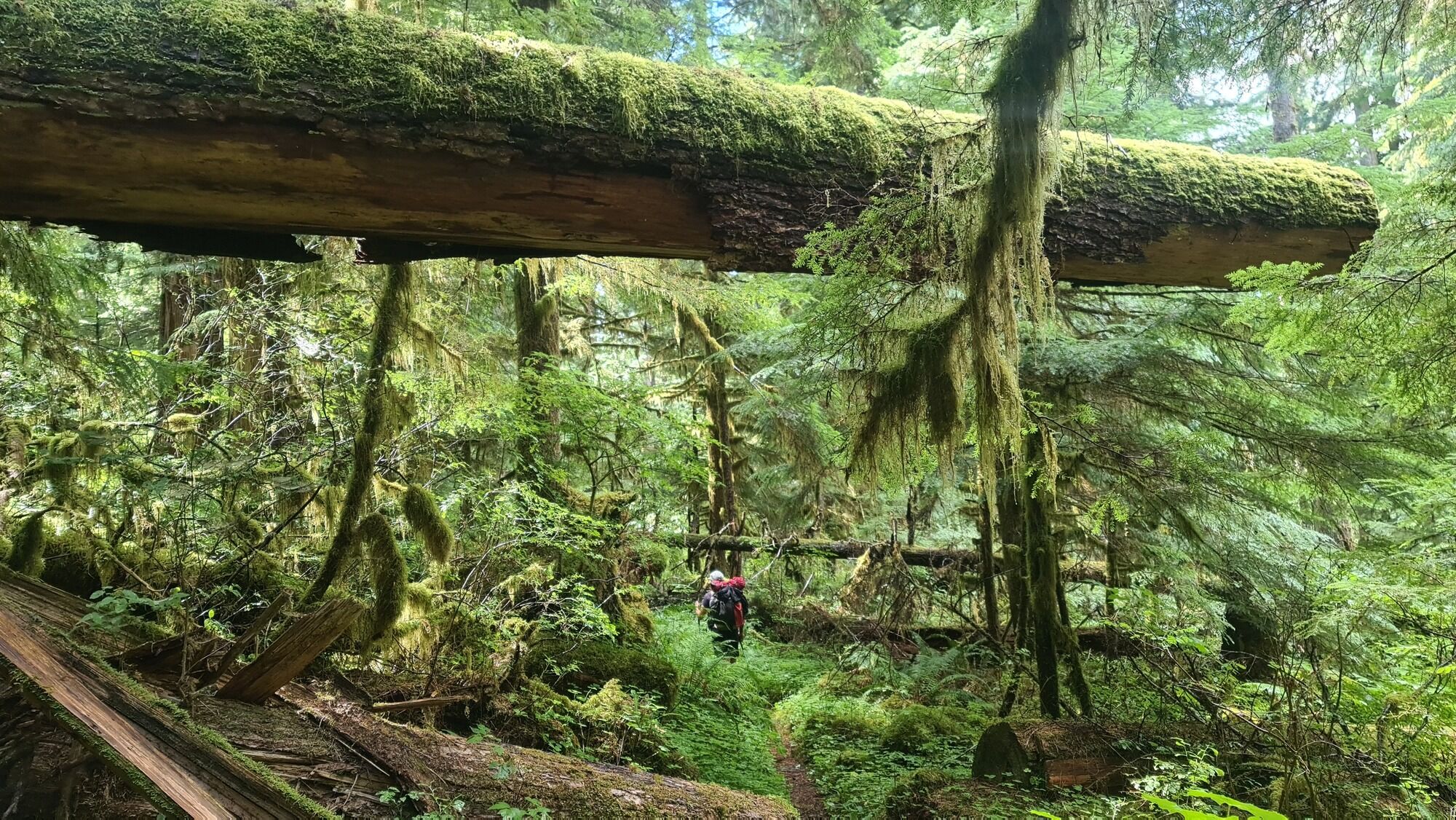 Rainforest Olympic�