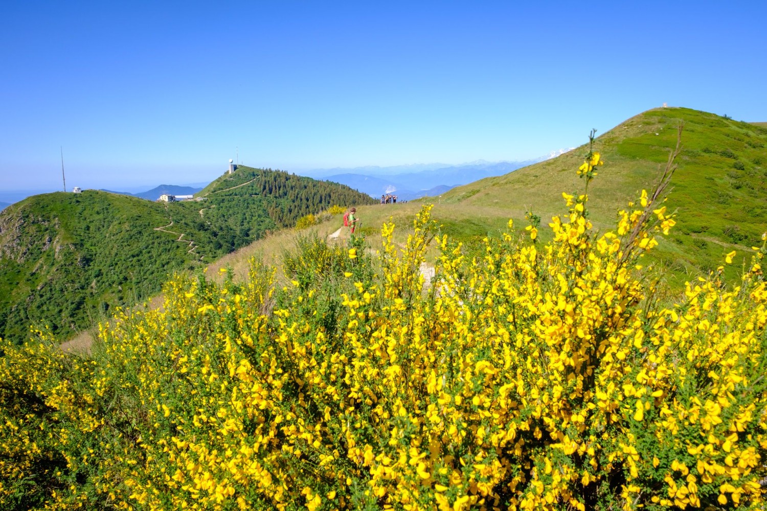 Der Monte Lema taucht plötzlich hinter blühenden Ginstersträuchern auf.
