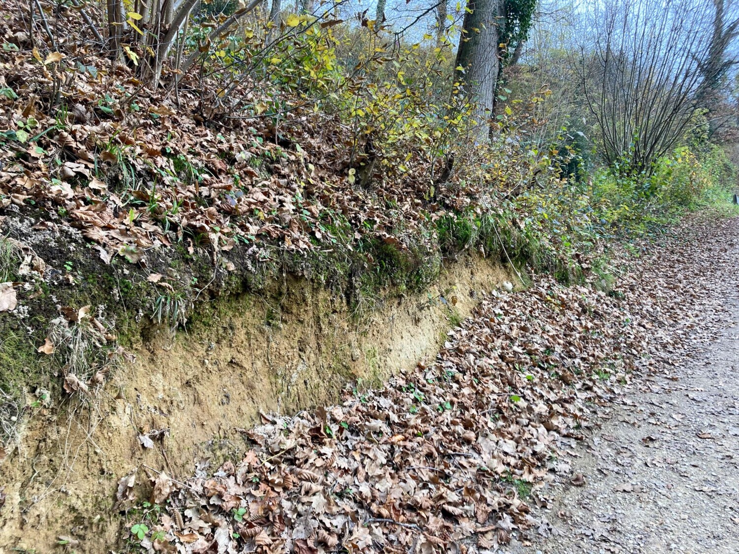Gelblicher Lössboden am Wegrand.
