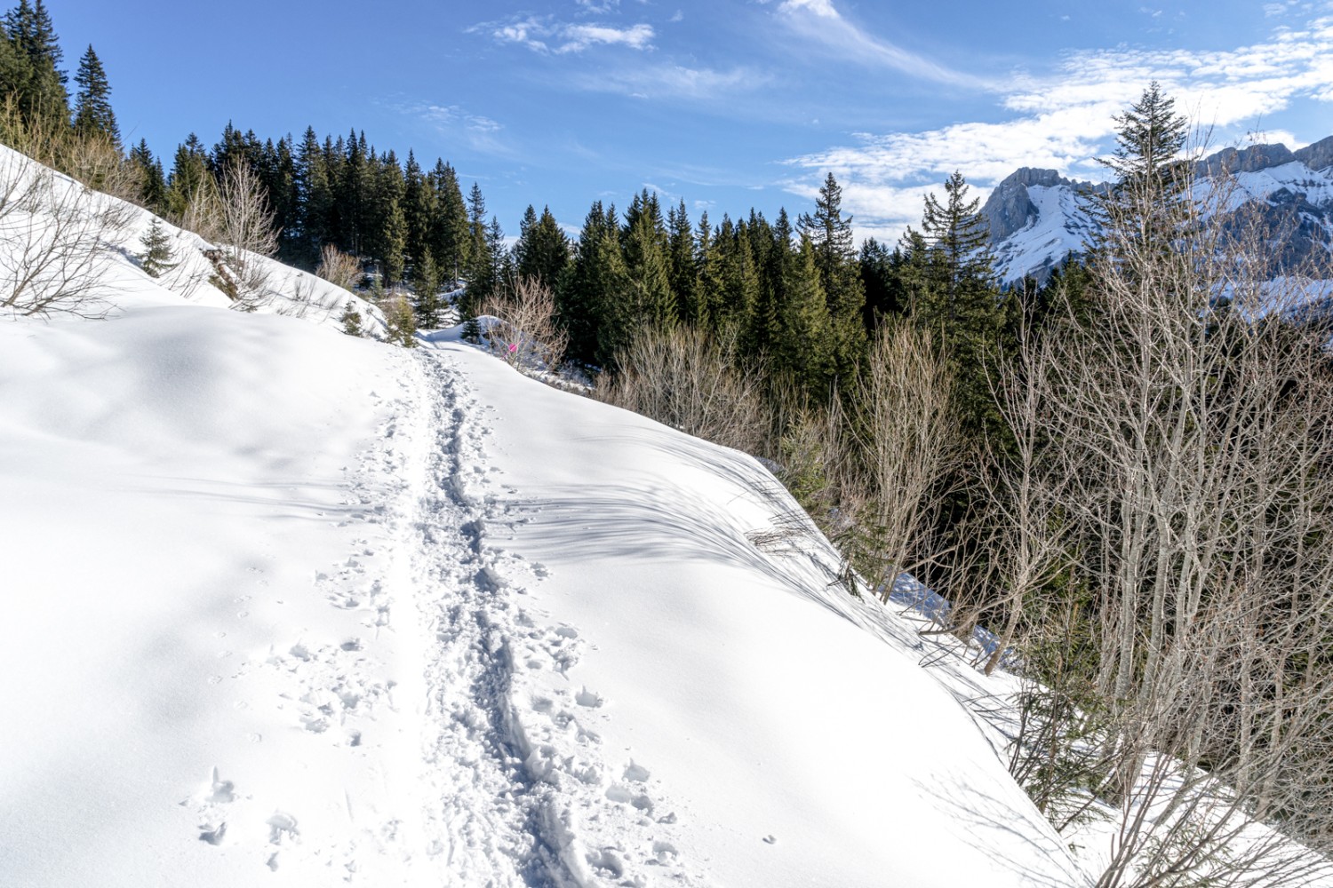 Wald und Lichtungen prägen den ersten Teil des Schneeschuhtrails. Bild: Fredy Joss