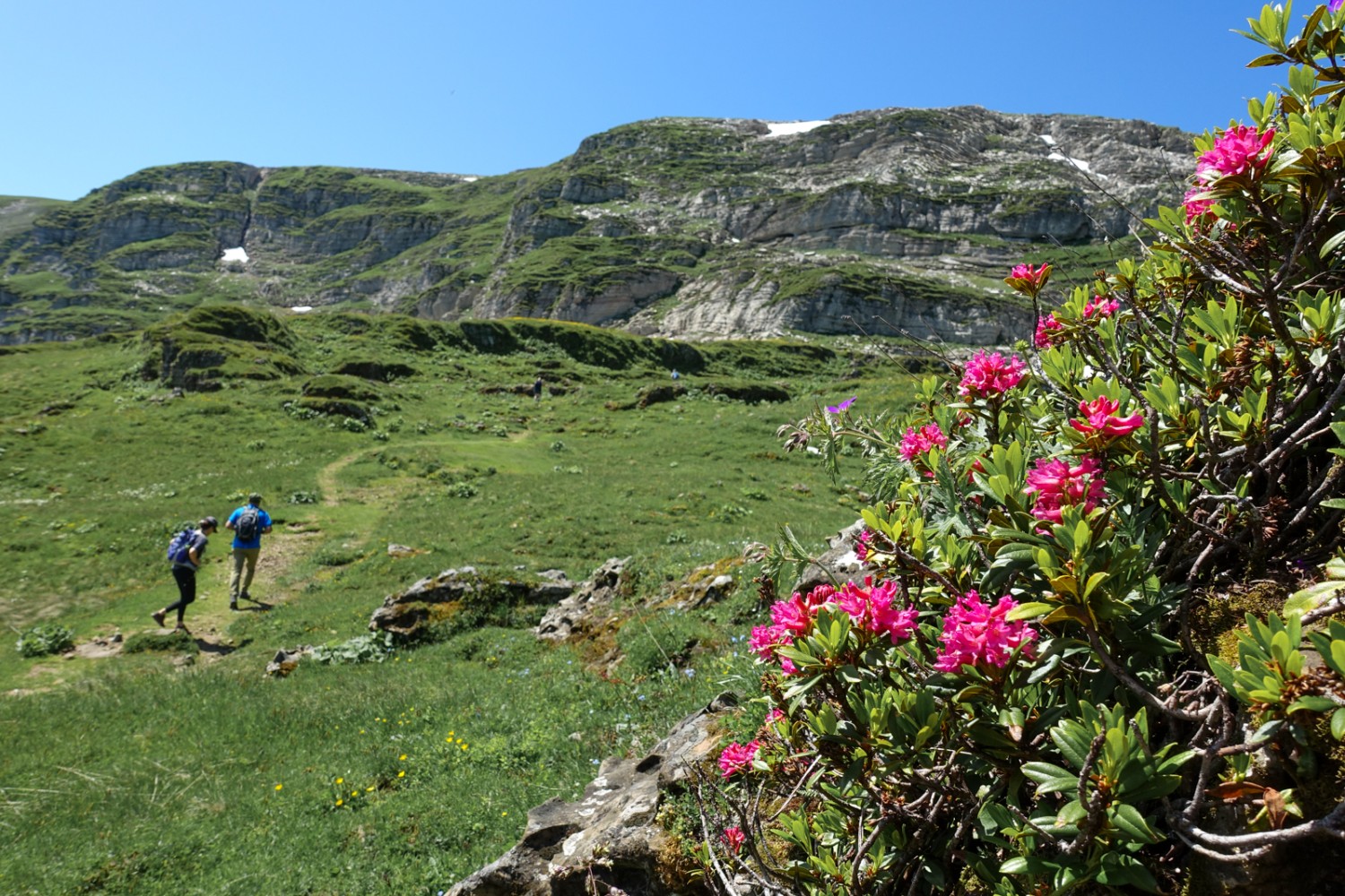 Alpenrosen blühen entlang des Wanderwegs zu den Schlachtböden. Bild: Christiana Sutter