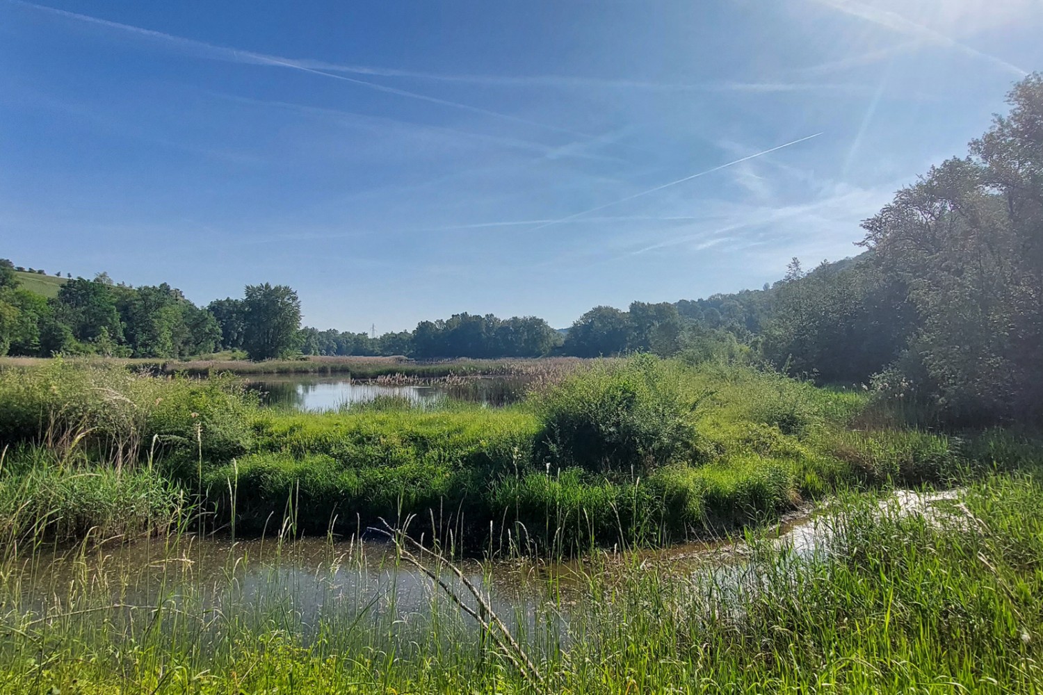 Die Teiche im Naturschutzgebiet Teppes de Verbois sind ein Paradies für viele Tiere. Bild: Tatjana Häuselmann