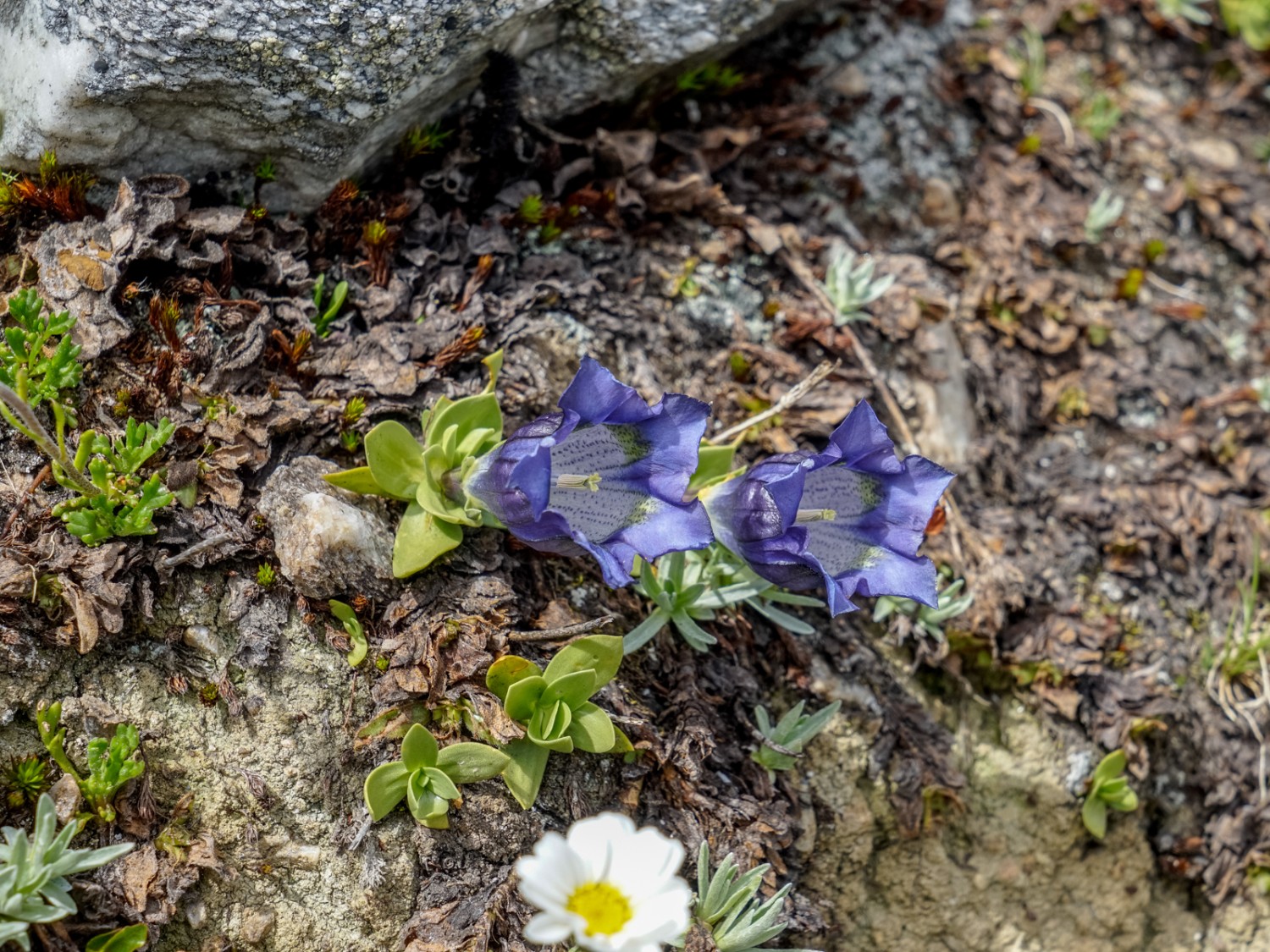 Der seltene Alpen-Glocken-Enzian (Gentiana alpina) auf dem Rückweg nach Bendolla. Bild: Fredy Joss