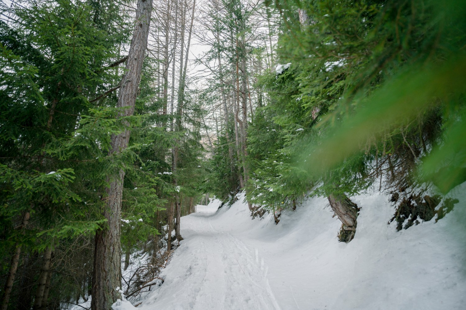 Die Schneeschuhtour führt Anfangs auf einem schmalen Weg durch ein Wäldchen. Bild: Jon Guler 