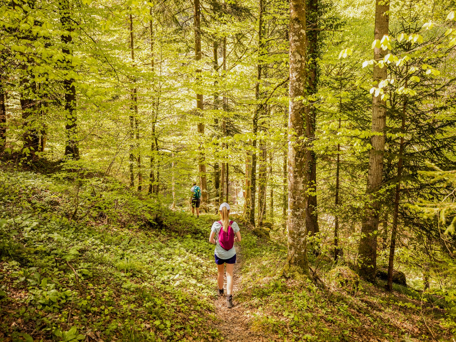 Gar nicht so finster, wie er klingt: der Finsterwald. Bild: Wanderblondies