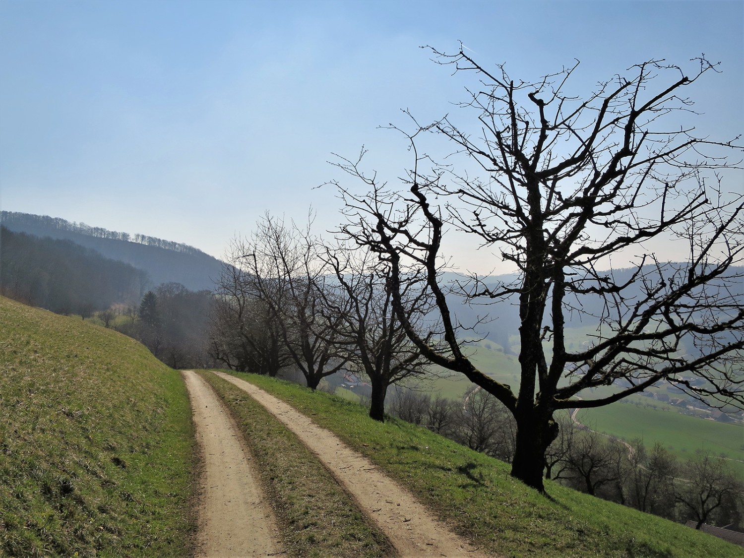 Eine Allee aus Kirschbäumen säumt den Weg. Bilder: Andreas Staeger