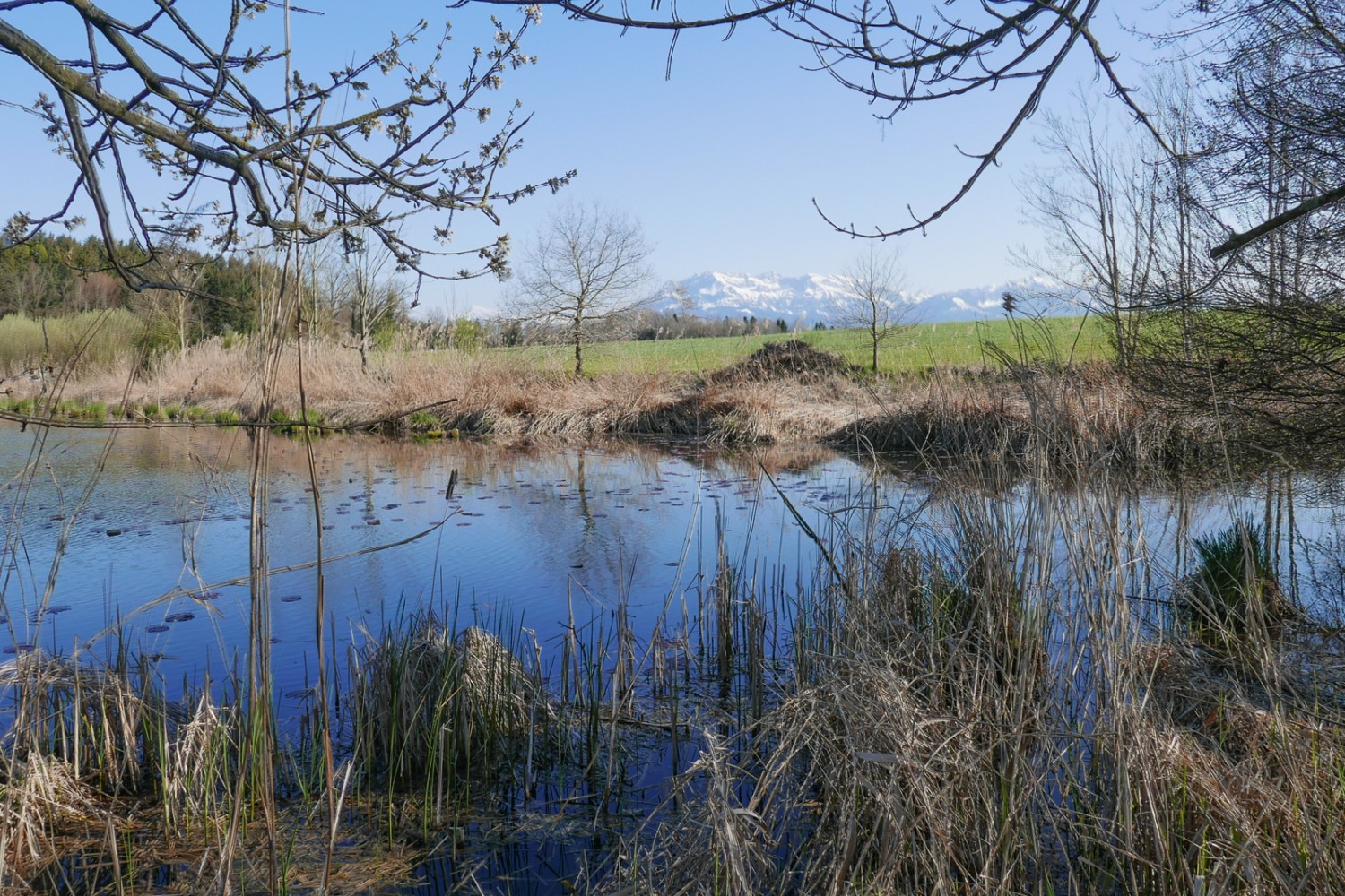 Una chicca paesaggistica poco prima di terminare l’escursione a Sempach: l’habitat ornitologico Steinibühlweiher. Foto: Susanne Frauenfelder