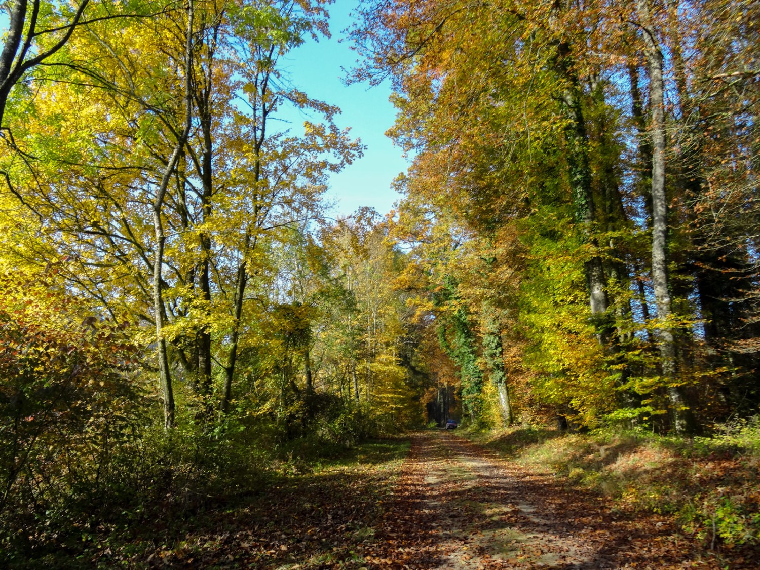 Freundliche Stimmung im Herbstwald.