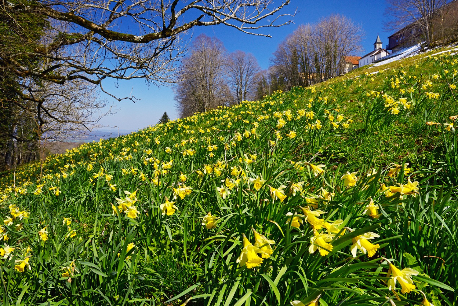 Kurz vor Roche-d’Or findet man ein grosses Feld voller gelber Narzissen. Bilder: natur-welten.ch