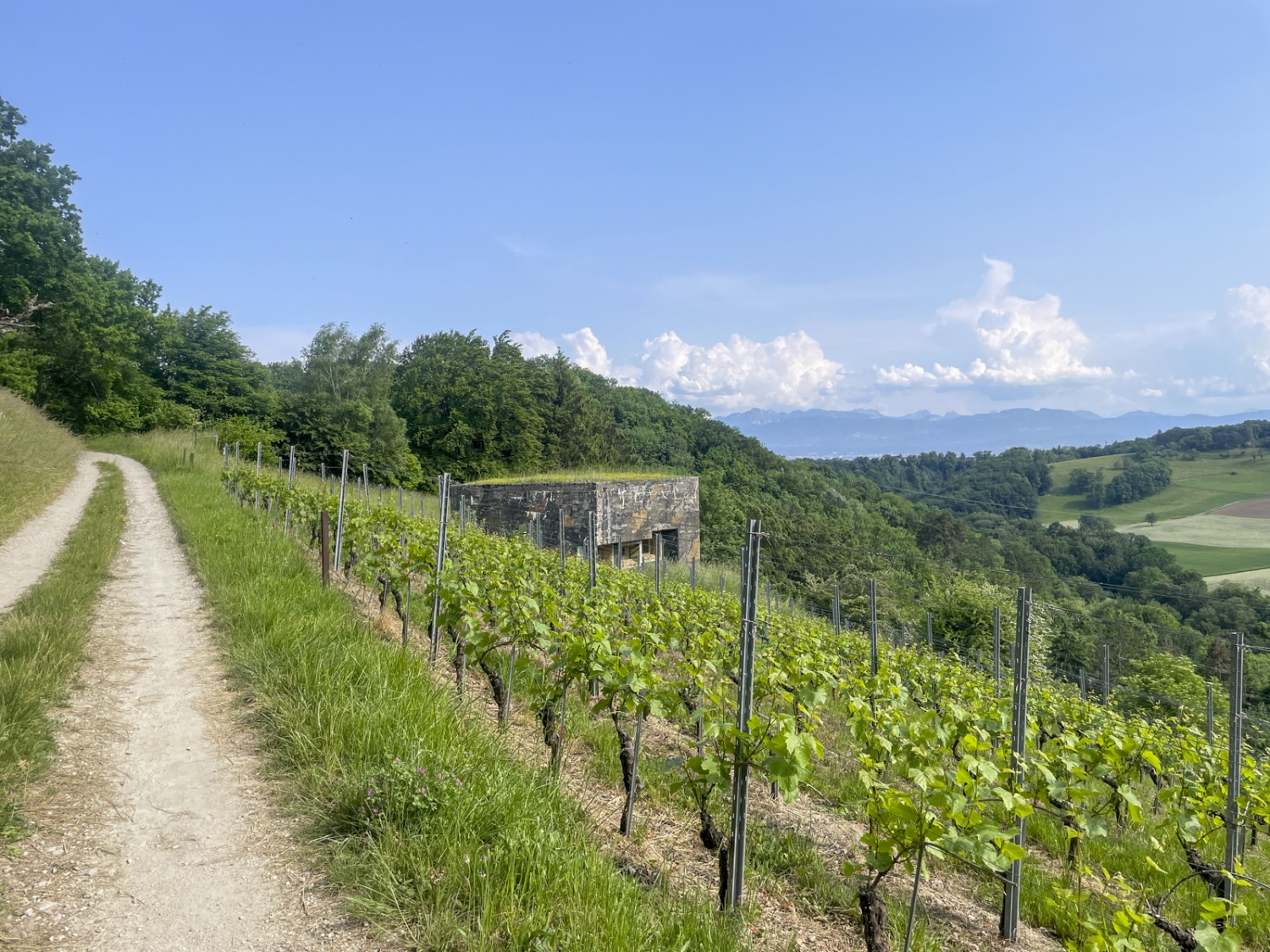 Les vignes ne font plus partie de l’Arboretum. Photo: Vera In-Albon