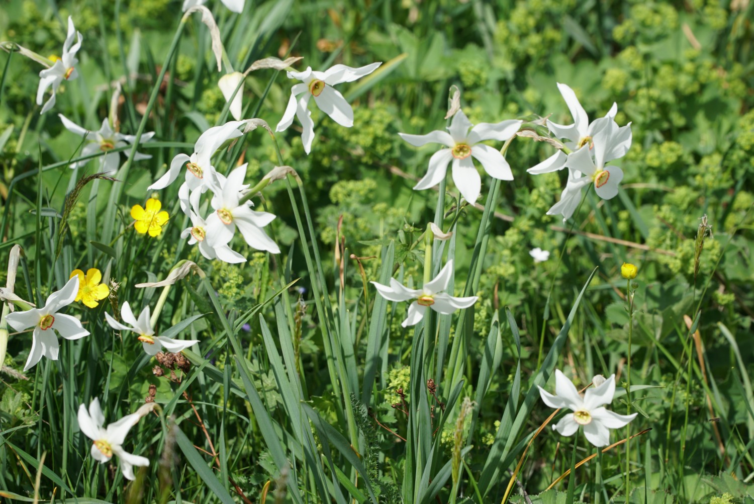 Avec un peu de chance, les randonneurs pourront admirer des narcisses blancs entre la Tête-de-Ran et la Vue-des-Alpes. Photo: Mia Hofmann